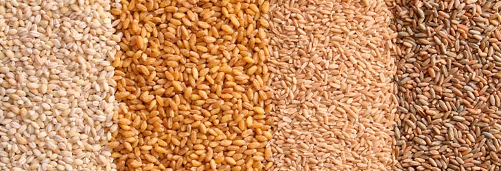 Centeno, avena, trigo y cebada perlada son cuatro cereales con diversos beneficios