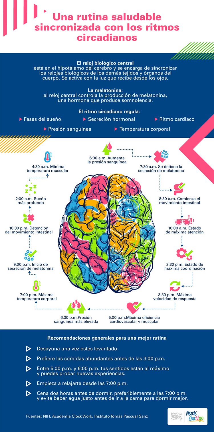  Infografía sobre los ritmos circadianos en la rutina diaria