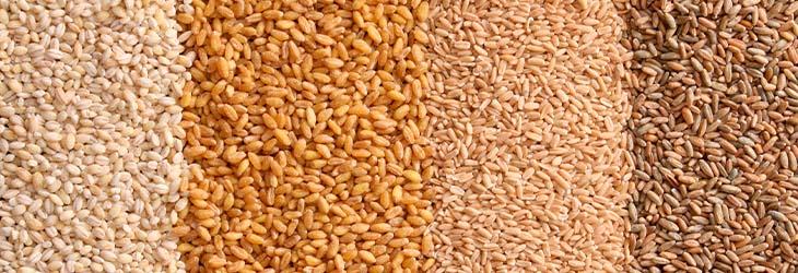 Centeno, avena, trigo y cebada perlada son cuatro cereales con diversos beneficios