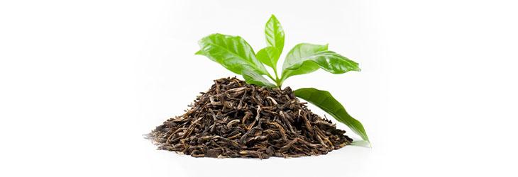 Montón de hojas de té verde que ayudan a reducir el riesgo del deterioro cognitivo