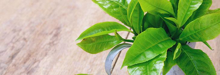 Hojas de té verde que sirven para inhibir el crecimiento de las células cancerosas