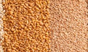 De izquierda a derecha tipos de cereales como centeno, avena, trigo y quinua